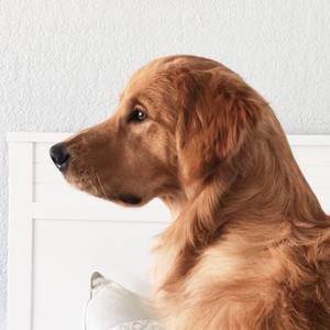 Meet your Posher, Diego